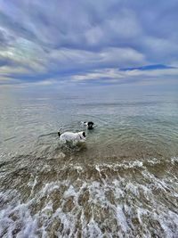 View of ducks swimming in sea