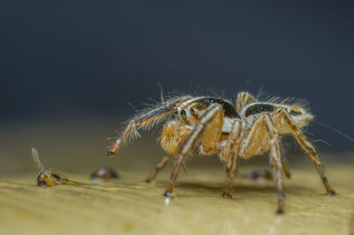 Close-up of spider