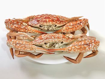 Close-up of fish on table against white background