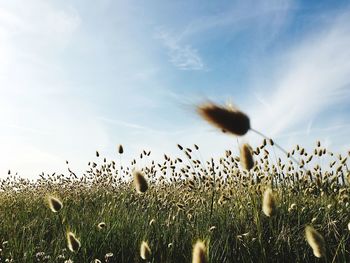 Dandelion growing in field