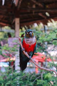 Close-up of parrot perching on branch