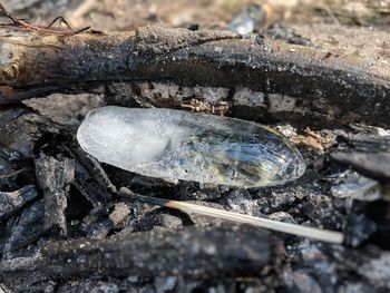 High angle view of ice on burnt wood