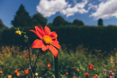 Close-up of flowers blooming against sky