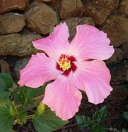 Close-up of pink hibiscus blooming outdoors