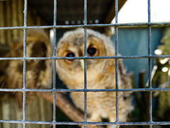 Close-up of owl in cage