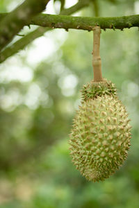 Close-up of berry hanging on tree