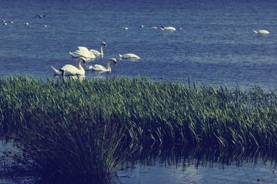 Birds flying over lake against sky