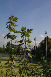 Close-up of fresh plants against clear sky