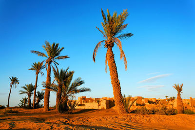 Palm trees at erg chebbi desert against sky