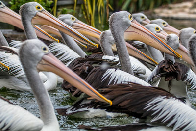 View of birds in lake