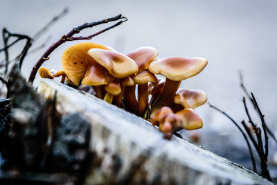 Close-up of mushrooms growing outdoors