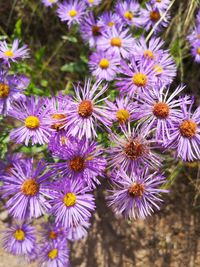 Close-up of purple flowering plants
