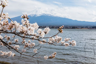 Cherry blossoms against sky during winter