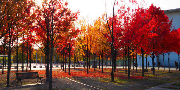 Trees in park during autumn