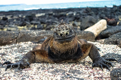 Portrait of marine iguana on rock at galapagos islands