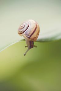 High angle view of snail on leaf