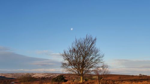 Bare tree on field against blue sky