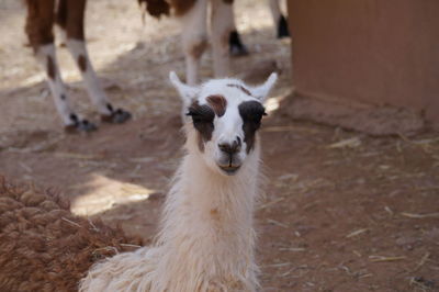 Close-up of lama at farm