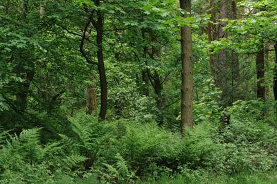 Trees in forest