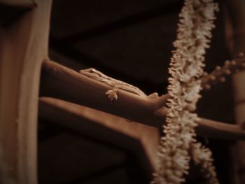 Close-up of flowers against blurred background