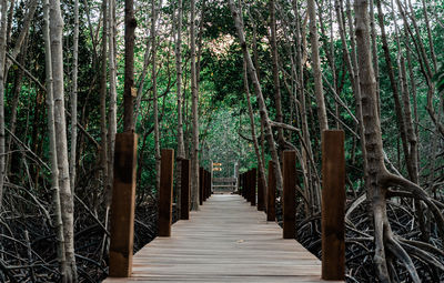 Walkway amidst trees in forest