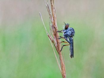 Close-up of insect perching on leaf