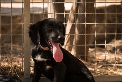 Portrait of black puppy