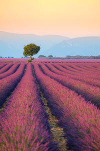 Scenic view of lavender field against sky during sunset