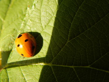 Close-up of green leaf