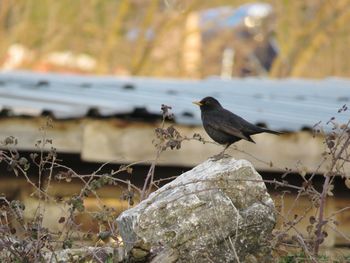 Bird perching on rock