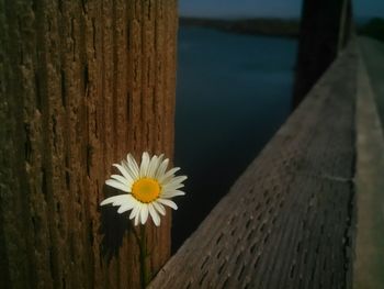 Close-up of white flowers on wooden wall