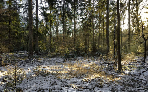 Scenic view of forest during winter