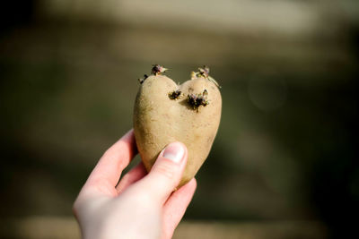 Close-up of hand holding fruit