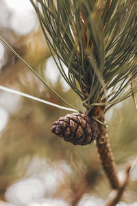 Close up of a pine cone