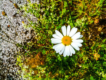 Close-up of white flowers blooming outdoors
