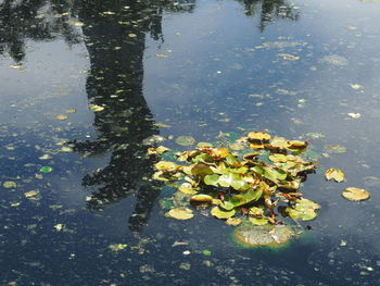 High angle view of water lilies floating on lake