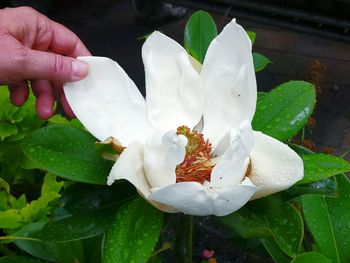 Close-up of orange flower