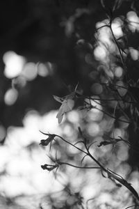 Close-up of flowering plant