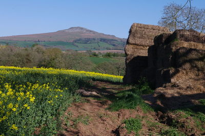 Scenic view of field against clear sky