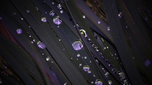 Close-up of raindrops on leaves