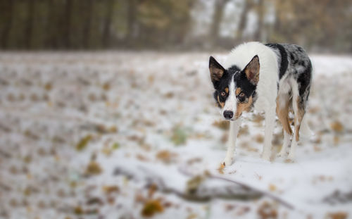 Portrait of dog standing on land