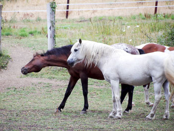 Horses standing in a field