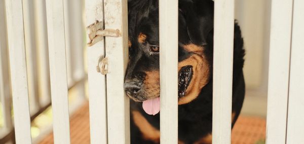 Close-up of a dog