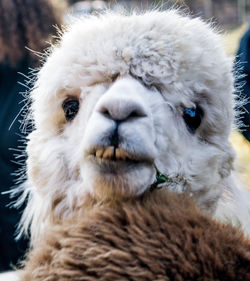 Close-up portrait of a sheep