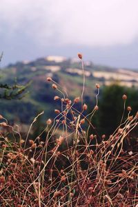 Close-up of plants growing on field
