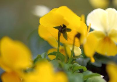 Close-up of yellow flower