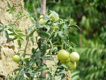 Close-up of fruits growing on tree