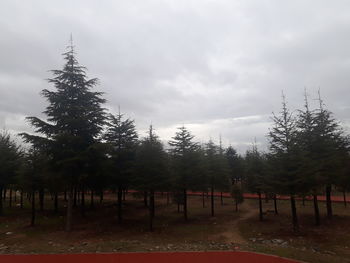 Pine trees on landscape against sky