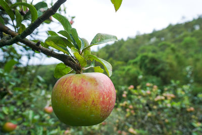 Close-up of apple on tree