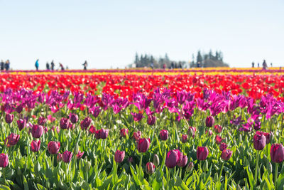 Close-up of flowers growing in field against clear sky